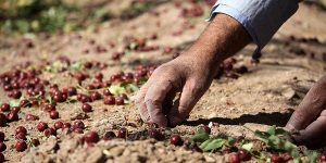 Jujube Harvesting 01 Iranian Jujube Harvesting