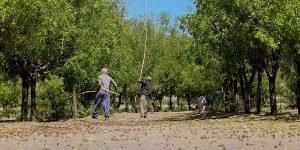 Jujube Harvesting 02 Iranian Jujube Harvesting