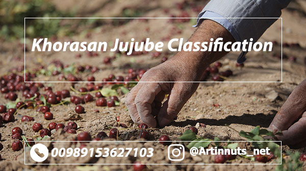 Jujube Classification