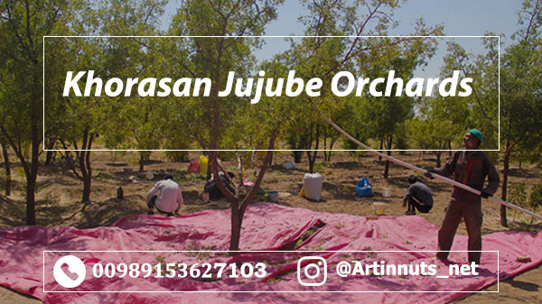 Khorasan Jujube Orchards