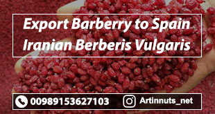 Export Barberry to Spain