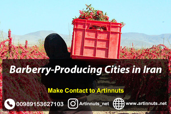 Barberry Producing Cities
