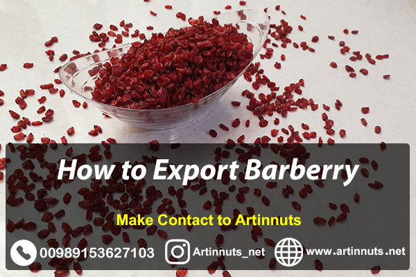 Export Barberry