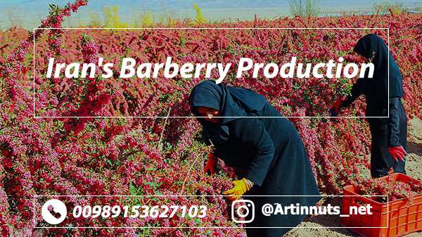 Iranian Barberry Production