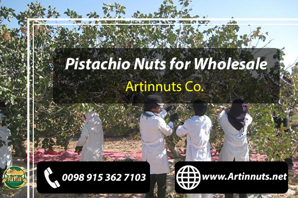 Pistachio Nuts Exporter