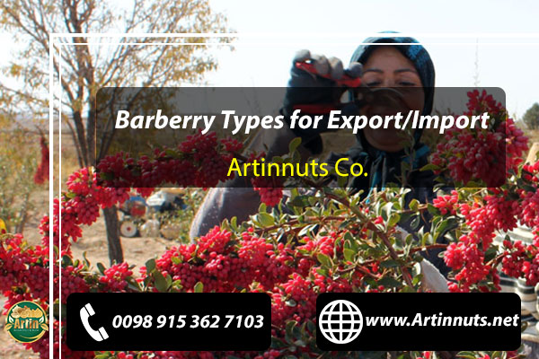 Barberry Types