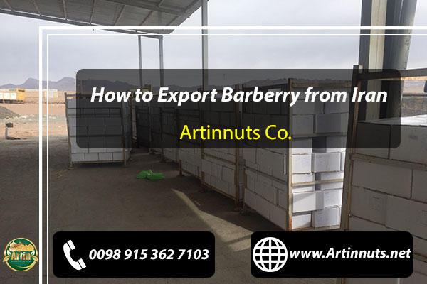 Export Barberry