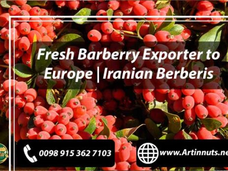 Fresh Barberry Exporter