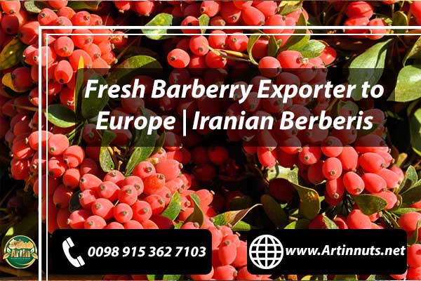 Fresh Barberry Exporter