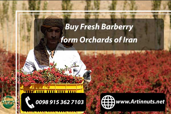 Buy Fresh Barberry