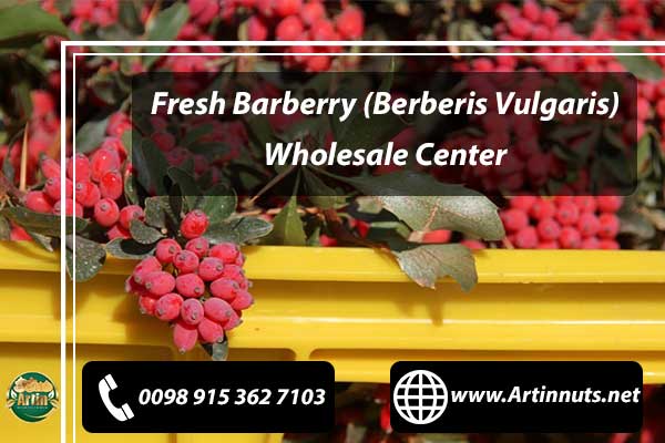 Berberis Vulgaris Wholesale