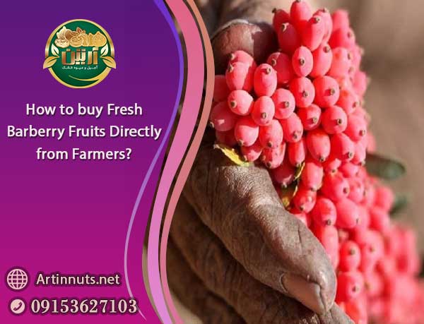 Fresh Barberry Fruits