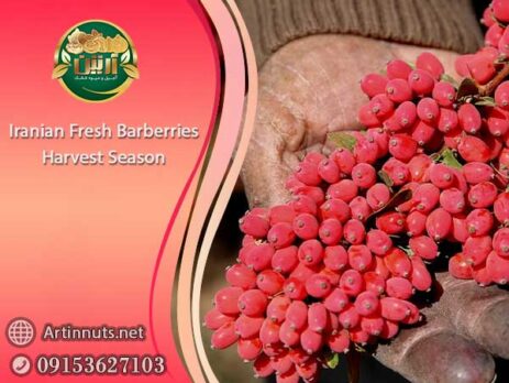 Iranian Fresh Barberries