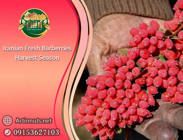 Iranian Fresh Barberries
