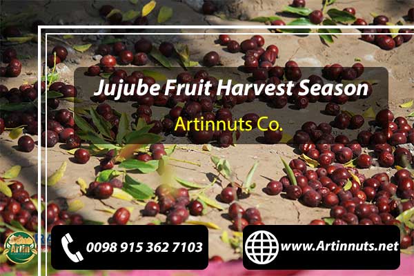 Jujube Fruit Harvest Season