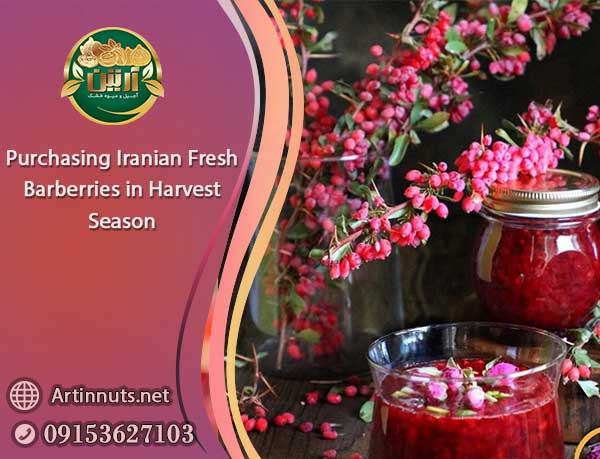Iranian Fresh Barberries