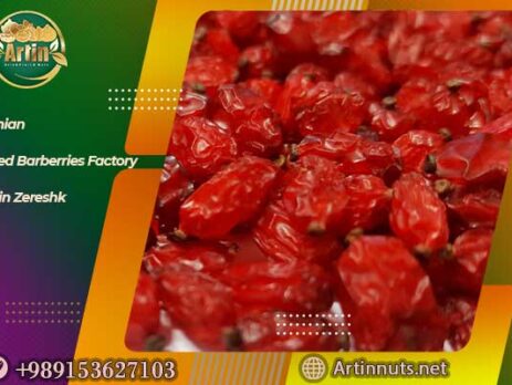 Iranian Dried Barberries Factory