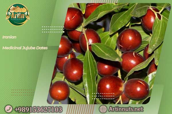 Iranian Medicinal Jujube Dates