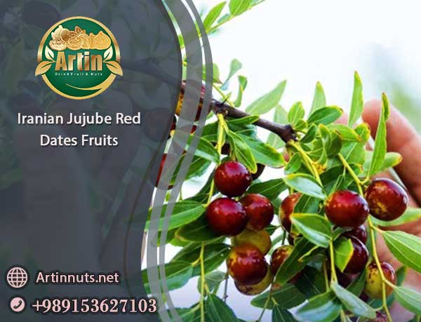 Jujube Red Dates of Iran