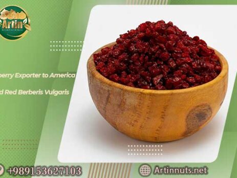Barberry Exporter to America