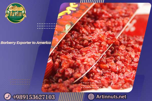 Barberry Exporter to America