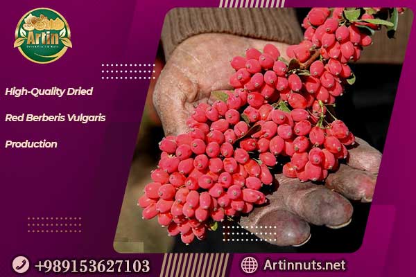 Red Berberis Vulgaris Production