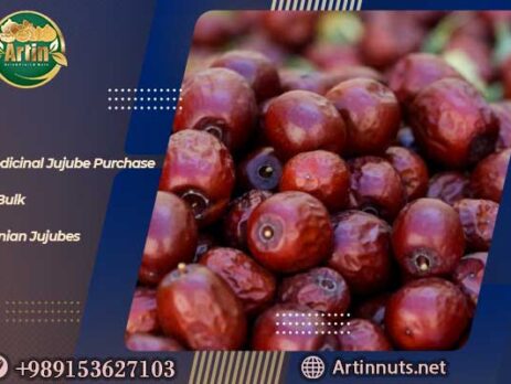 Medicinal Jujube Purchase
