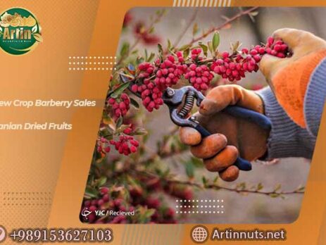New Crop Barberry Sales