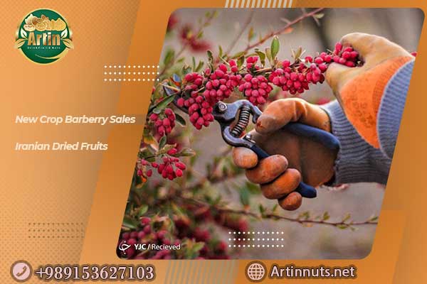 New Crop Barberry Sales