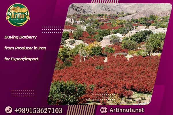 Buying Barberry from Producer