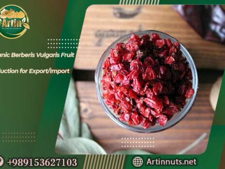 Organic Berberis Vulgaris Fruit