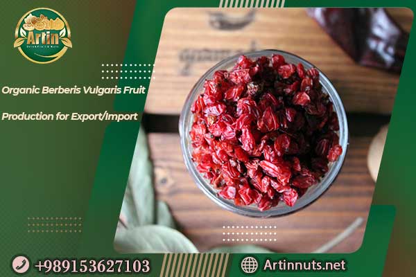 Organic Berberis Vulgaris Fruit