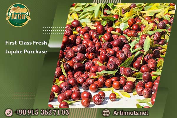 First-Class Fresh Jujube Purchase