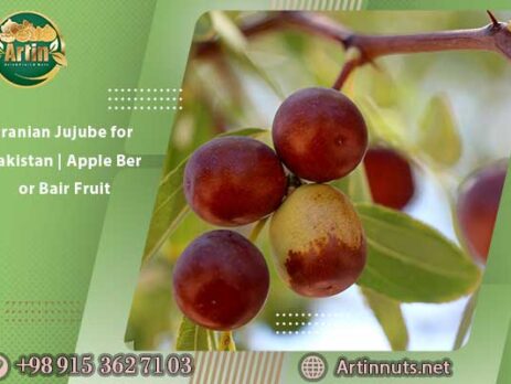 Iranian Jujube for Pakistan