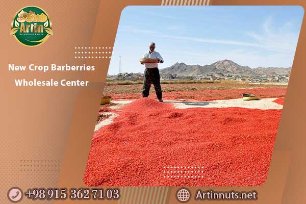 New Crop Barberries Wholesale Center