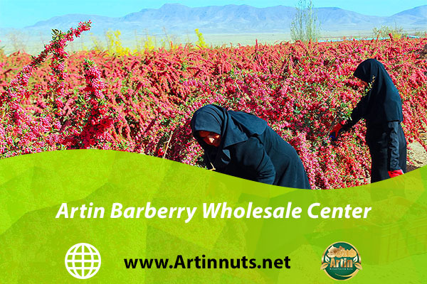 Artin Barberry Wholesale Center