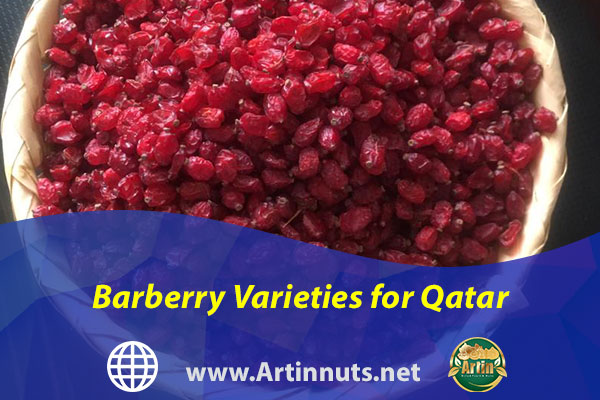 Barberry Varieties for Qatar