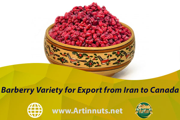 Barberry Variety for Export from Iran to Canada
