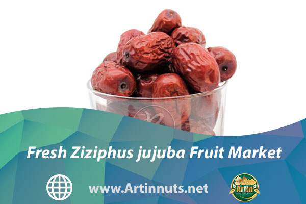 Fresh Ziziphus jujuba Fruit Market