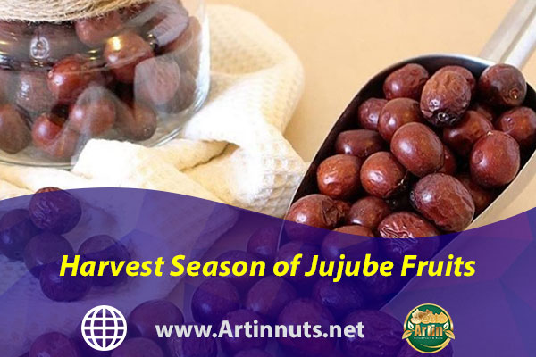 Harvest Season of Jujube Fruits