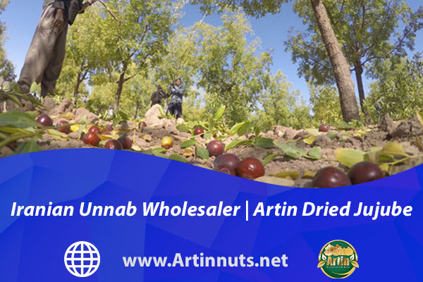 Iranian Unnab Wholesaler | Artin Dried Jujube Fruits
