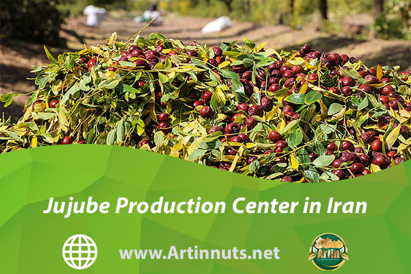 Jujube Production Center in Iran
