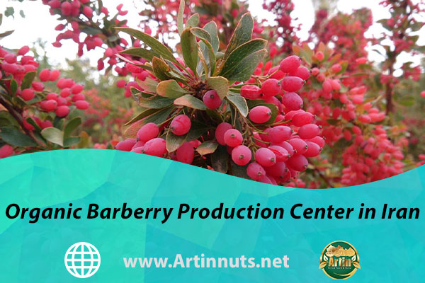 Organic Barberry Production Center in Iran