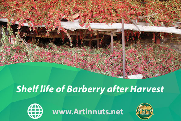 Shelf life of Barberry after Harvest