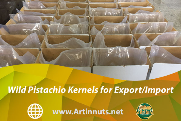 Wild Pistachio Kernels for Export/Import